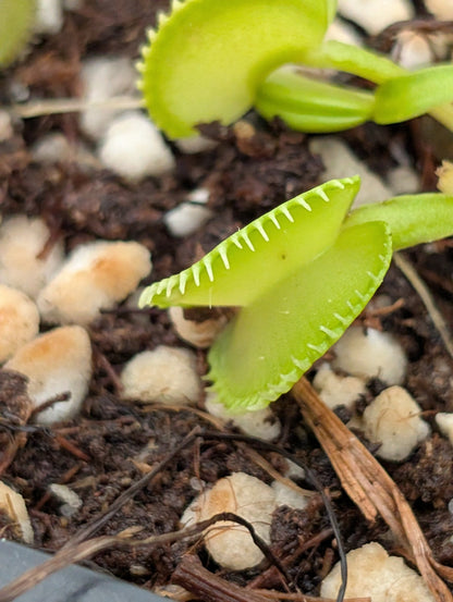 Planta carnívora - Dionaea muscipula ‘01FCAM’ - Carniterrace - Comprar en tienda online