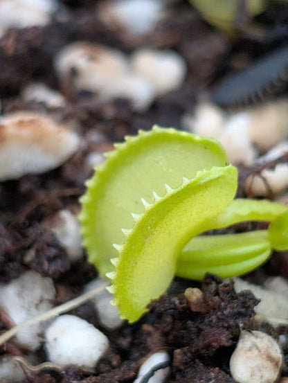 Planta carnívora - Dionaea muscipula ‘01FCAM’ - Carniterrace - Comprar en tienda online