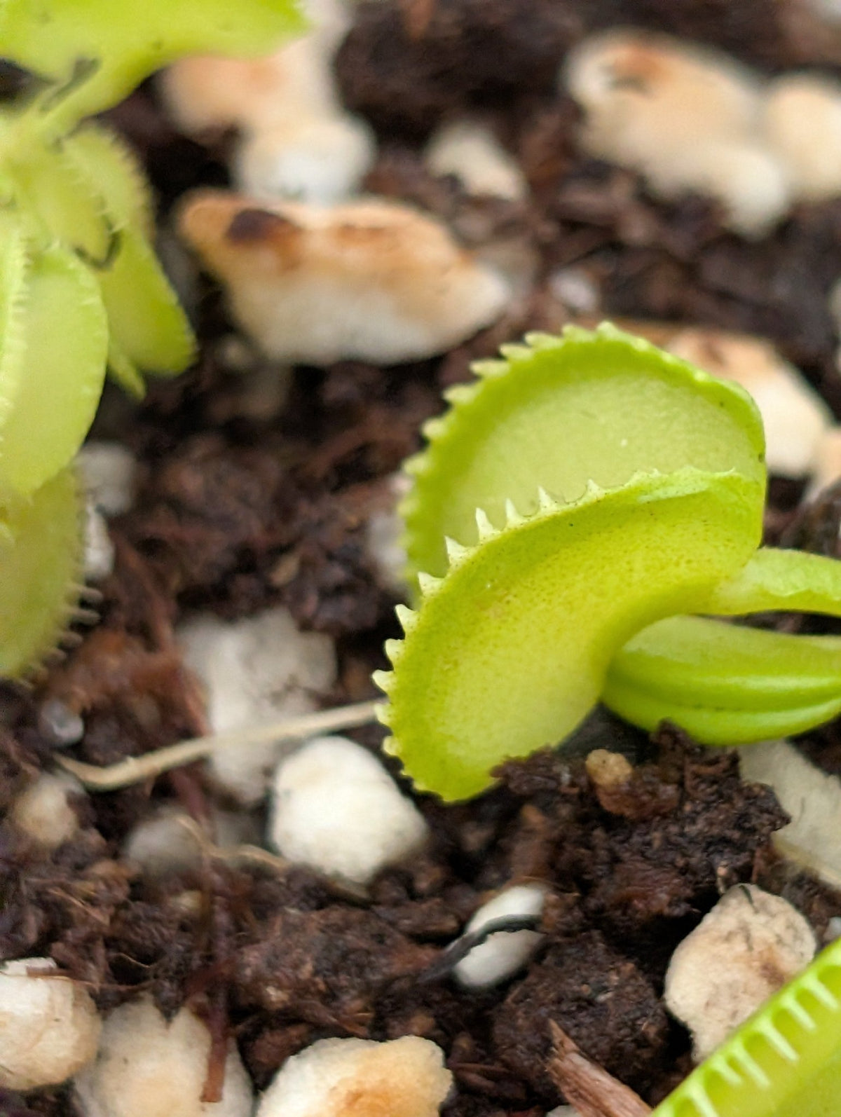Planta carnívora - Dionaea muscipula ‘01FCAM’ - Carniterrace - Comprar en tienda online