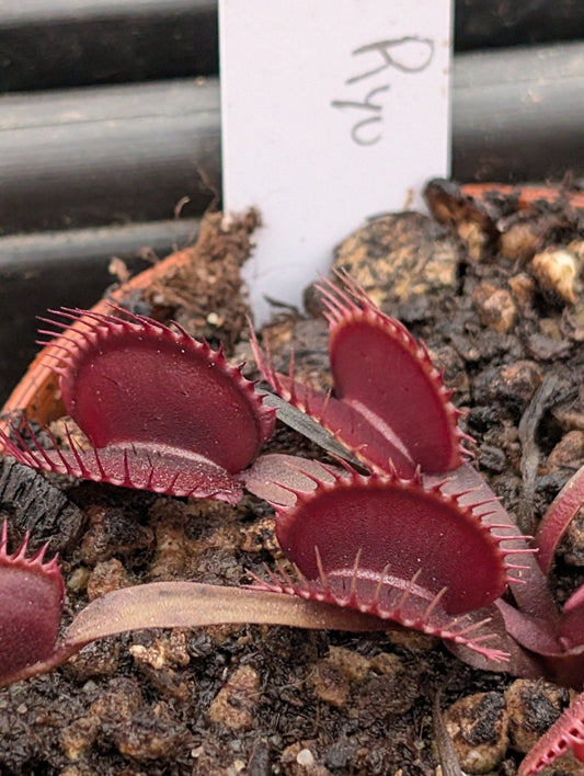 Planta carnívora - Dionaea muscipula 'Akai Ryu' - Carniterrace - Comprar en tienda online