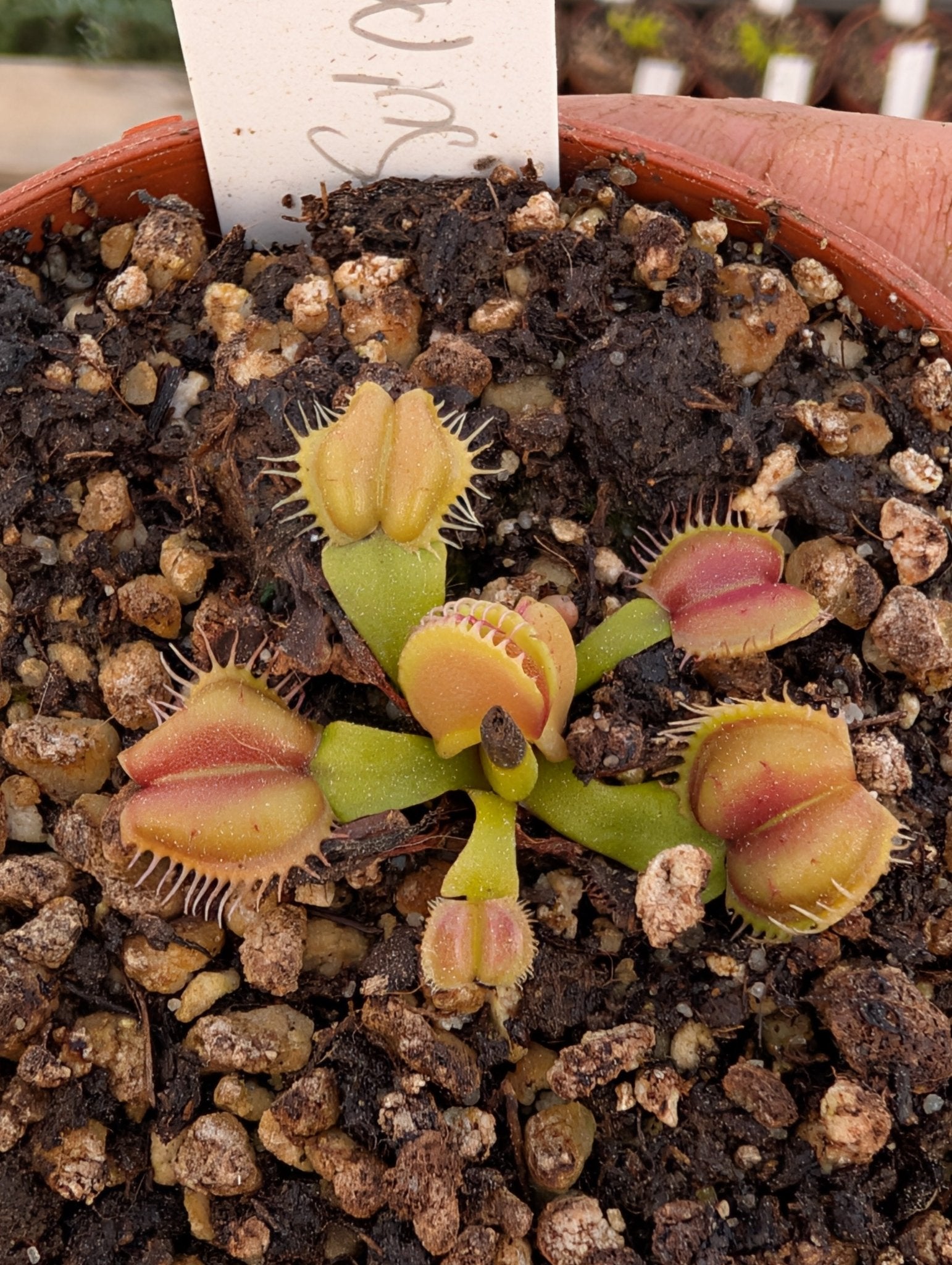 Planta carnívora - Dionaea muscipula 'Angel wings' - Carniterrace - Comprar en tienda online