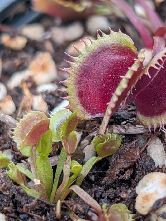Planta carnívora - Dionaea muscipula 'AR Werewolf' - Carniterrace - Comprar en tienda online