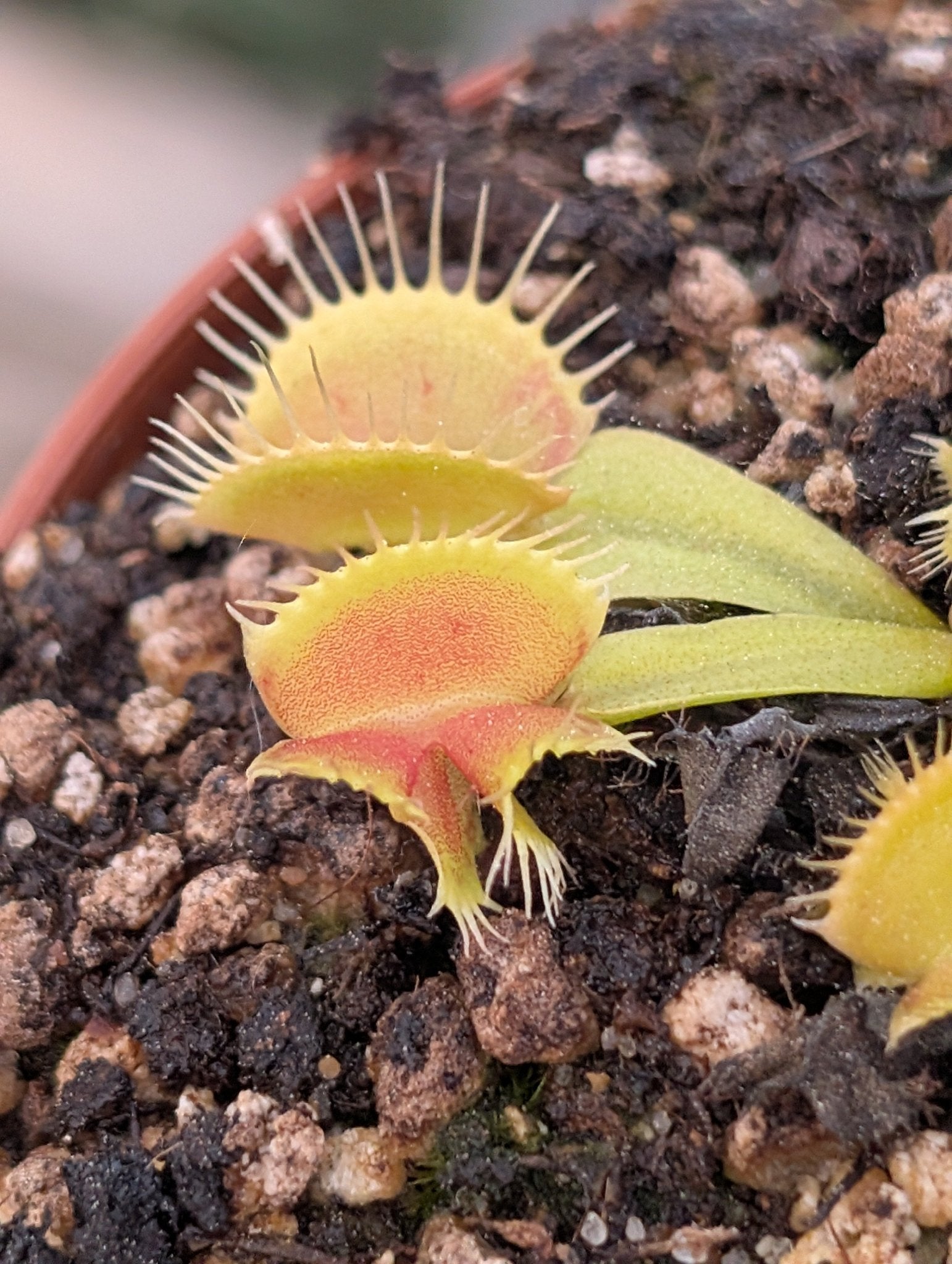 Planta carnívora - Dionaea muscipula 'Asmodeus' - Carniterrace - Comprar en tienda online
