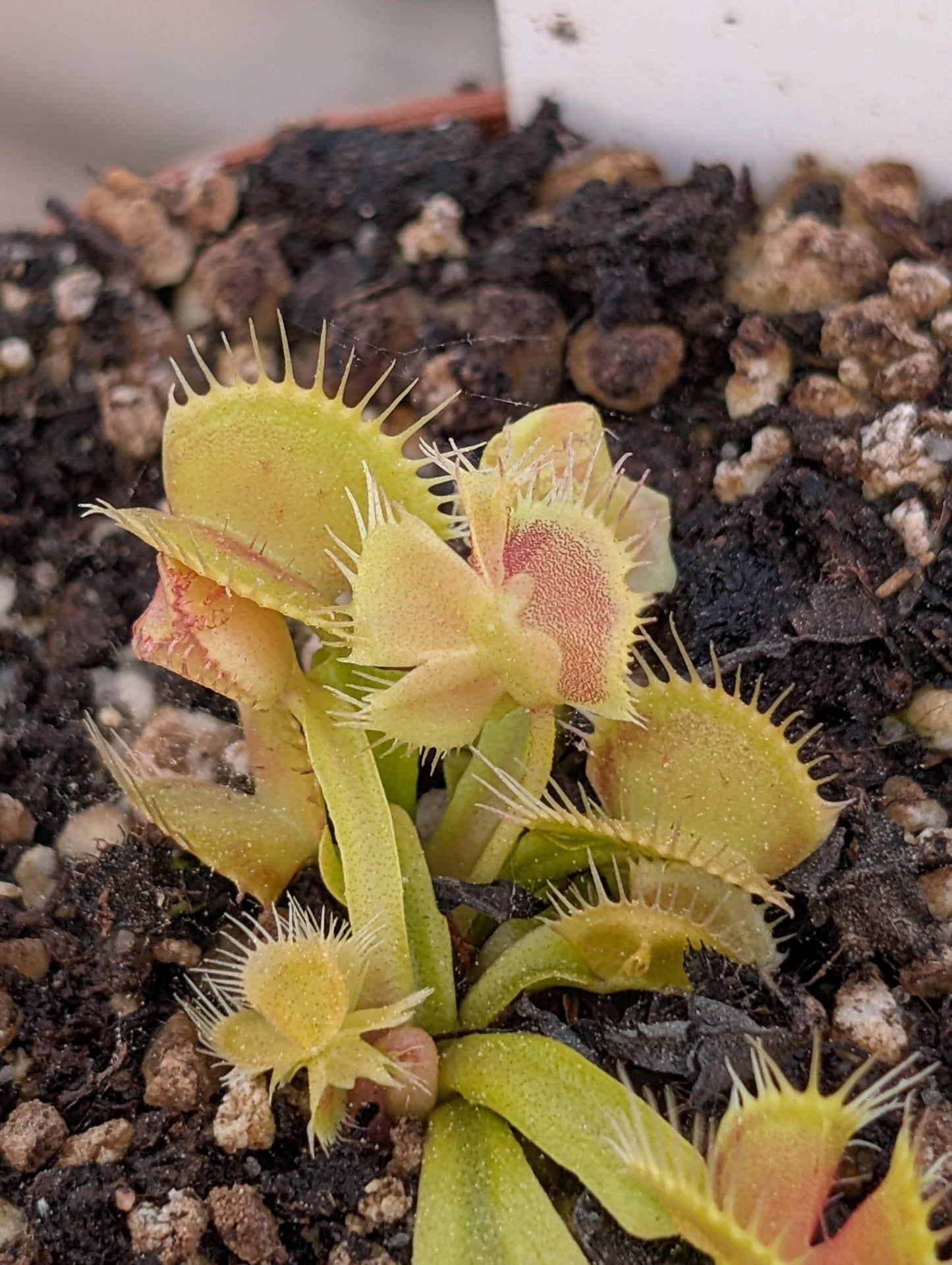 Planta carnívora - Dionaea muscipula 'Asmodeus' - Carniterrace - Comprar en tienda online