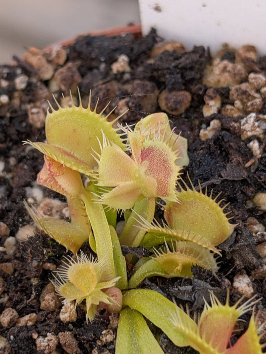 Planta carnívora - Dionaea muscipula 'Asmodeus' - Carniterrace - Comprar en tienda online