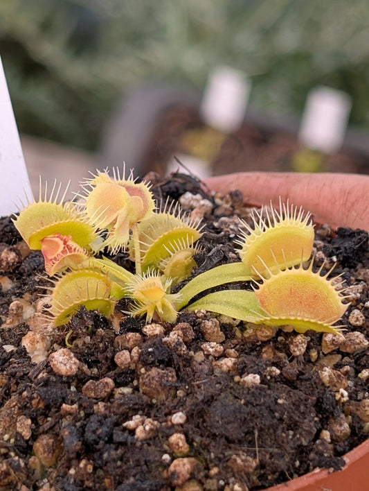 Planta carnívora - Dionaea muscipula 'Asmodeus' - Carniterrace - Comprar en tienda online