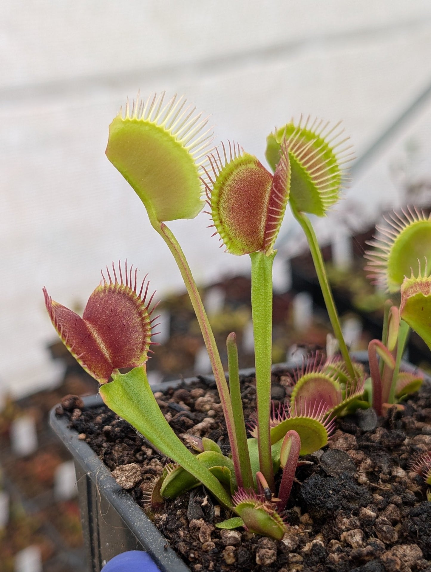 Planta carnívora - Dionaea muscipula 'BCP ZII' - Carniterrace - Comprar en tienda online