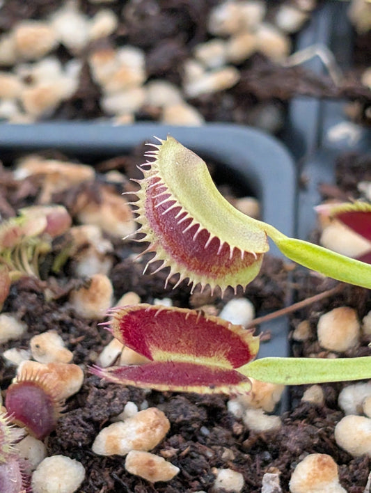 Planta carnívora - Dionaea muscipula ‘Bear trap’ - Carniterrace - Comprar en tienda online