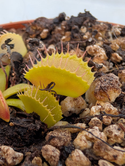 Planta carnívora - Dionaea muscipula 'Belzebub' - Carniterrace - Comprar en tienda online