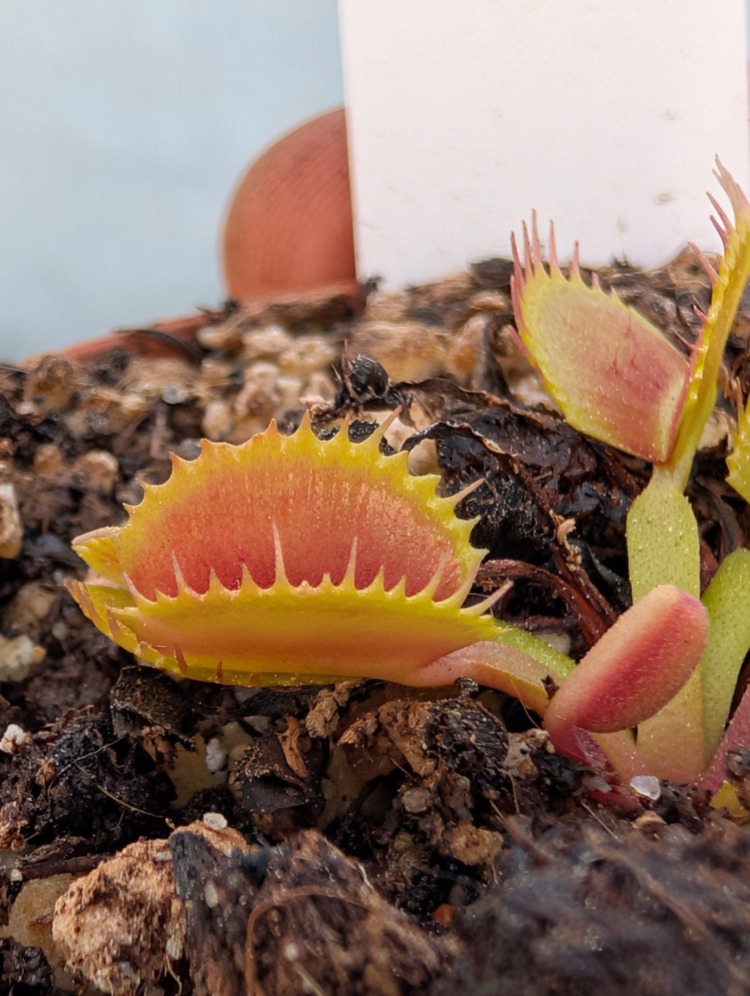 Planta carnívora - Dionaea muscipula 'Belzebub' - Carniterrace - Comprar en tienda online