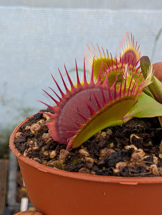 Planta carnívora - Dionaea muscipula 'Big mouth' - Carniterrace - Comprar en tienda online