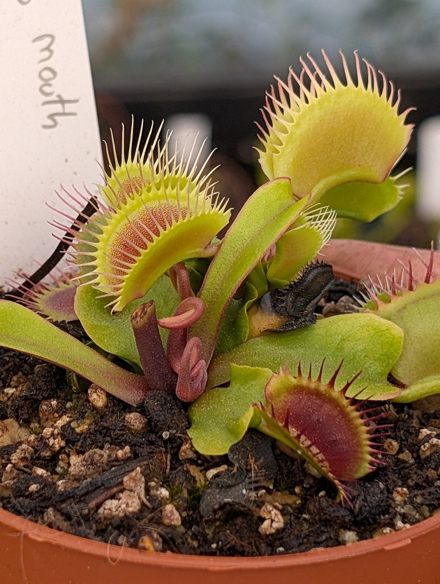 Planta carnívora - Dionaea muscipula 'Big mouth' - Carniterrace - Comprar en tienda online