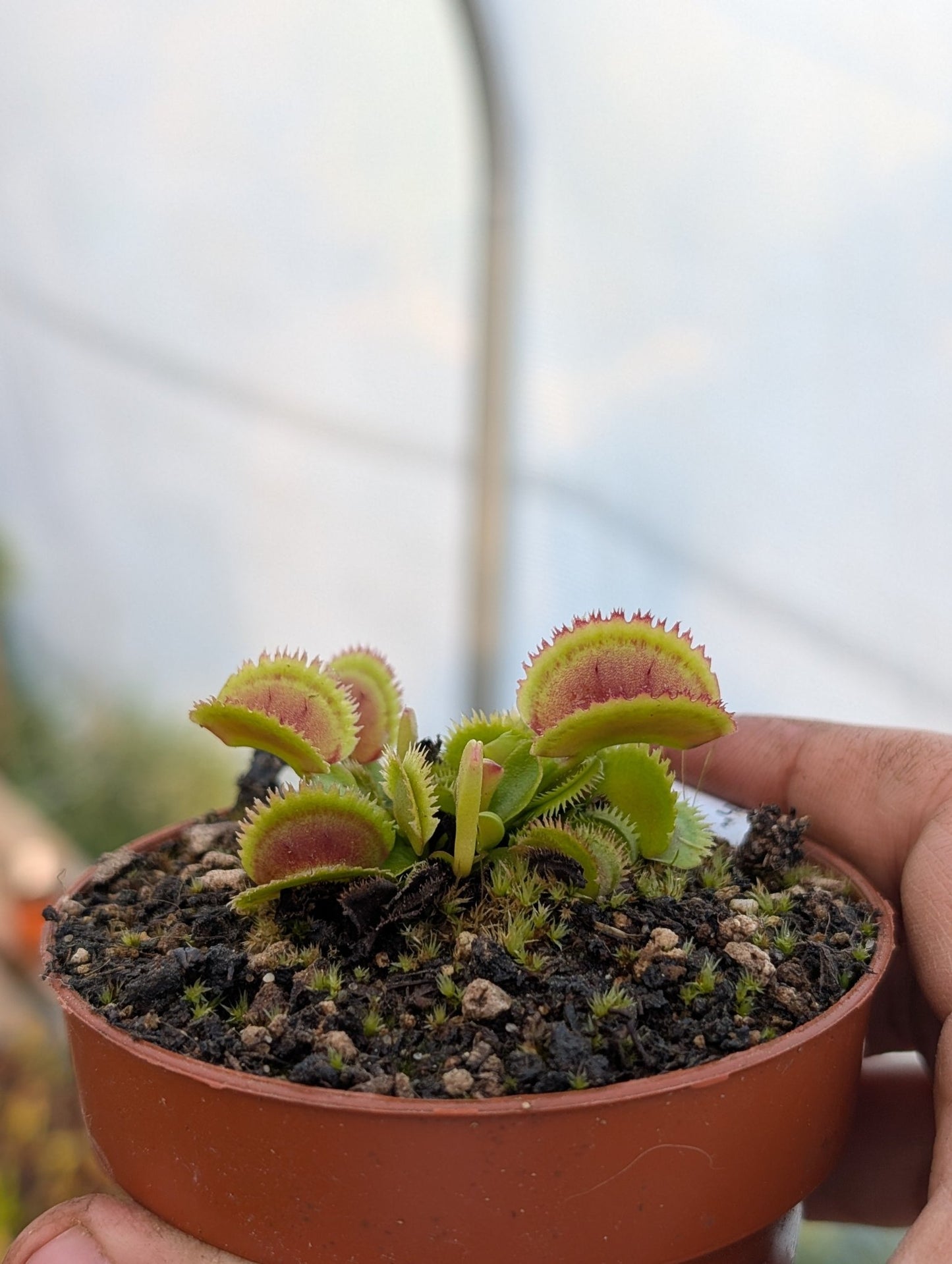 Planta carnívora - Dionaea muscipula 'Bristle tooth' - Carniterrace - Comprar en tienda online