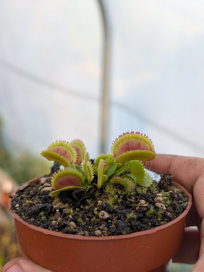 Planta carnívora - Dionaea muscipula 'Bristle tooth' - Carniterrace - Comprar en tienda online