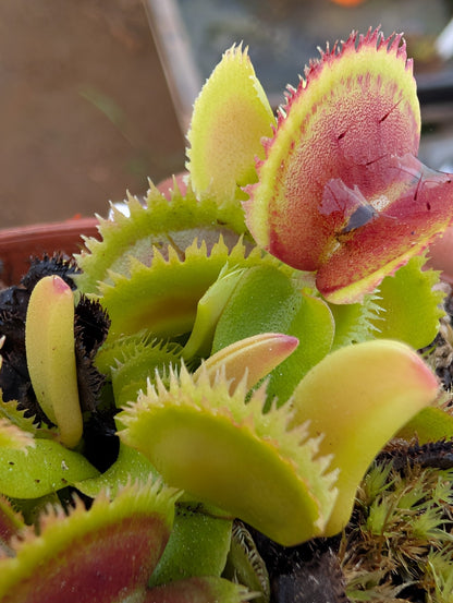 Planta carnívora - Dionaea muscipula 'Bristle tooth' - Carniterrace - Comprar en tienda online
