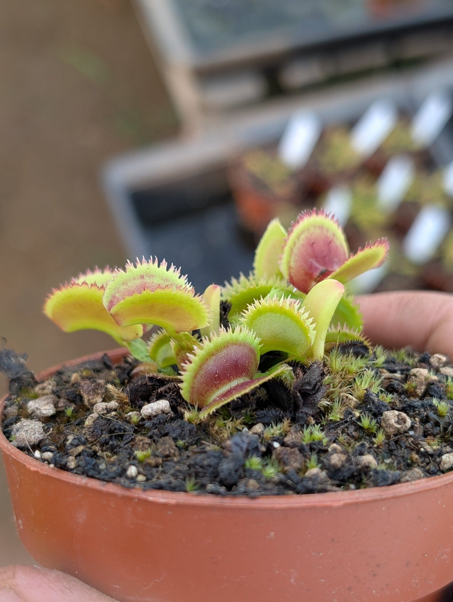 Planta carnívora - Dionaea muscipula 'Bristle tooth' - Carniterrace - Comprar en tienda online