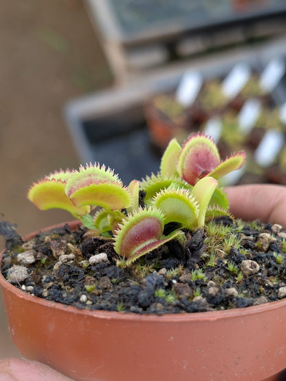 Planta carnívora - Dionaea muscipula 'Bristle tooth' - Carniterrace - Comprar en tienda online