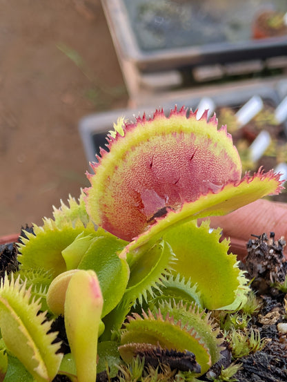 Planta carnívora - Dionaea muscipula 'Bristle tooth' - Carniterrace - Comprar en tienda online