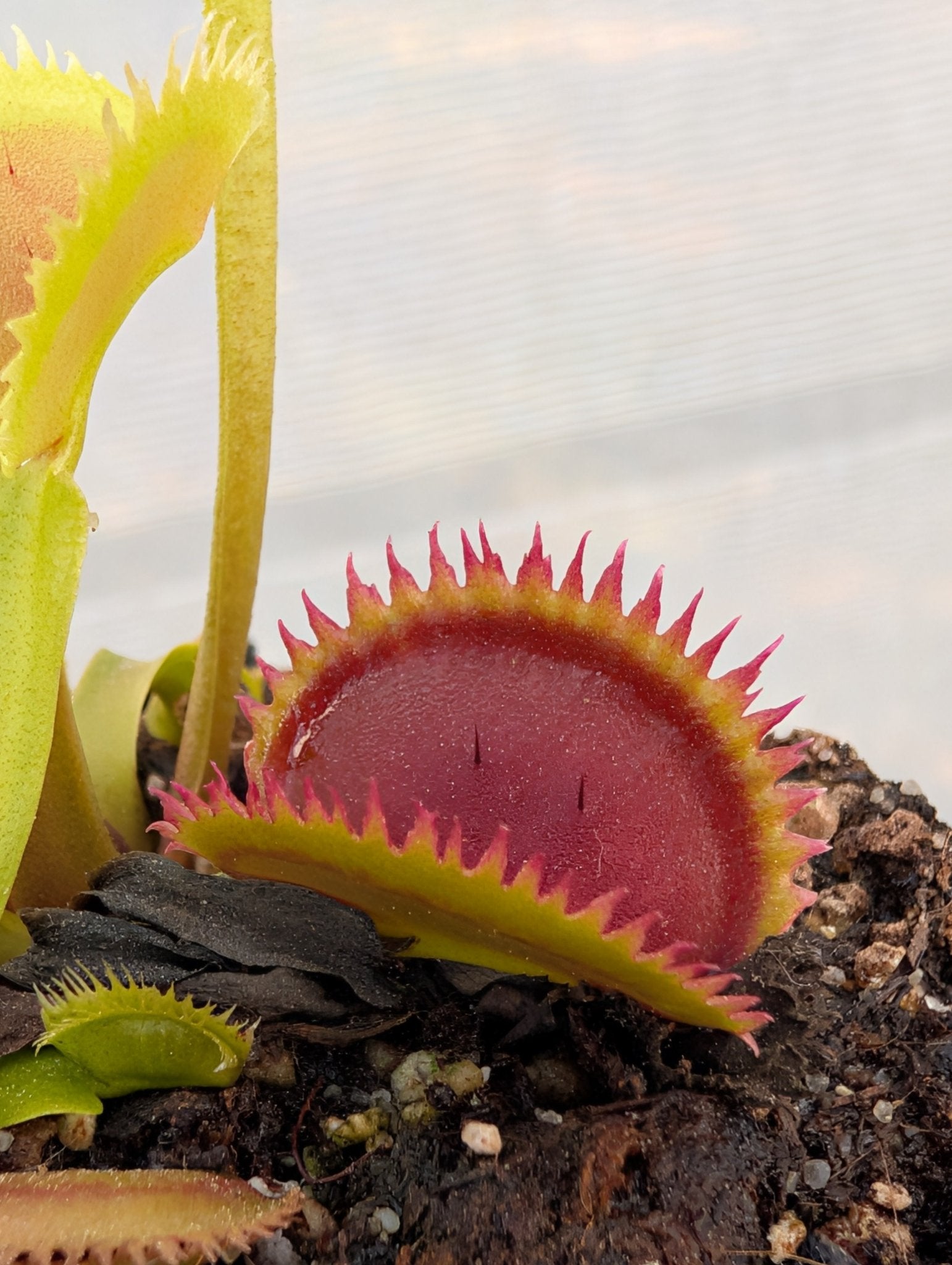Planta carnívora - Dionaea muscipula 'Brutal shark' - Carniterrace - Comprar en tienda online