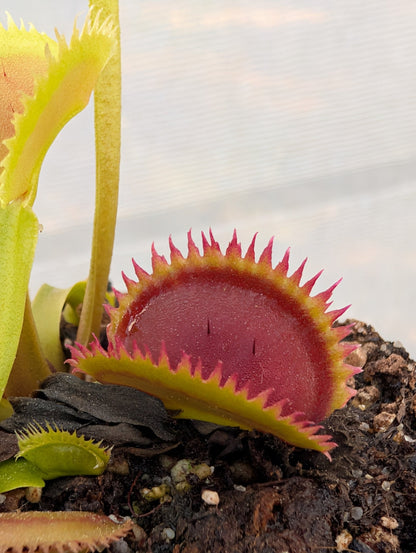 Planta carnívora - Dionaea muscipula 'Brutal shark' - Carniterrace - Comprar en tienda online