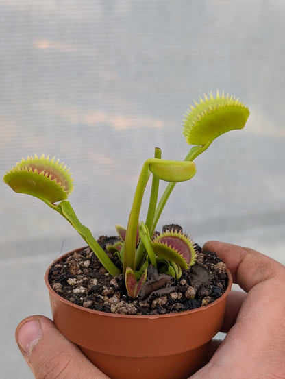 Planta carnívora - Dionaea muscipula 'Brutal shark' - Carniterrace - Comprar en tienda online