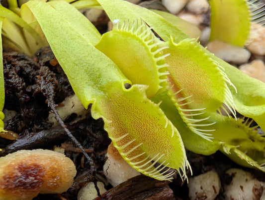Planta carnívora - Dionaea muscipula 'Crocodile' - Carniterrace - Comprar en tienda online