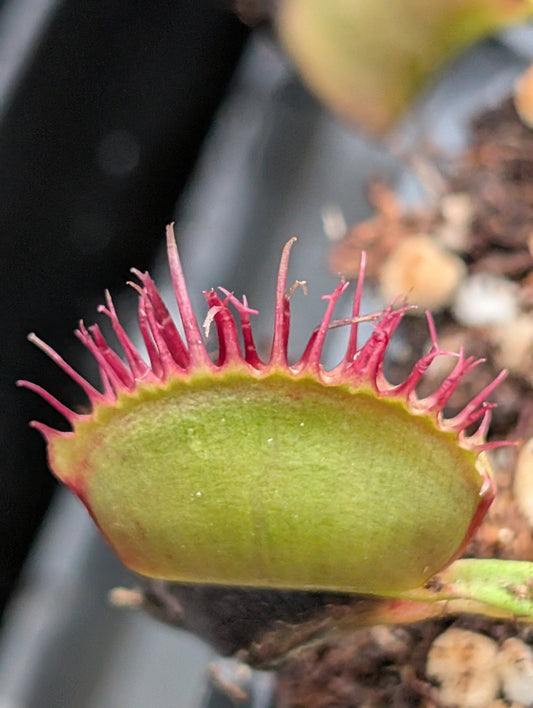 Planta carnívora - Dionaea muscipula 'Crooped tooth' - Carniterrace - Comprar en tienda online