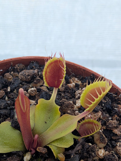 Planta carnívora - Dionaea muscipula 'Cup trap' - Carniterrace - Comprar en tienda online