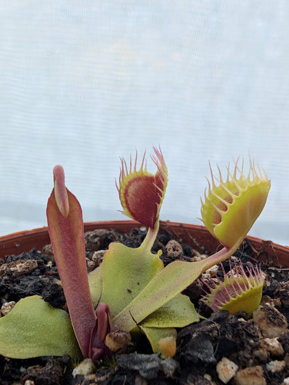 Planta carnívora - Dionaea muscipula 'Cup trap' - Carniterrace - Comprar en tienda online