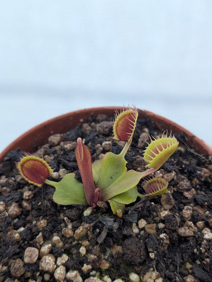 Planta carnívora - Dionaea muscipula 'Cup trap' - Carniterrace - Comprar en tienda online