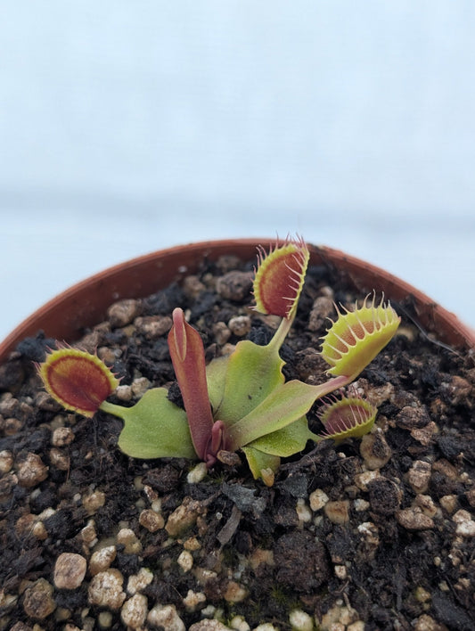 Planta carnívora - Dionaea muscipula 'Cup trap' - Carniterrace - Comprar en tienda online