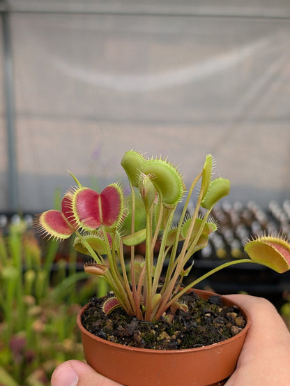 Planta carnívora - Dionaea muscipula Erect form - Carniterrace - Comprar en tienda online