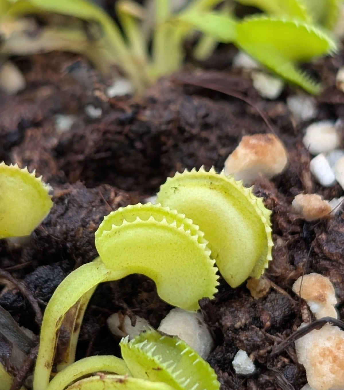 Planta carnívora - Dionaea muscipula ‘Harmony' - Carniterrace - Comprar en tienda online