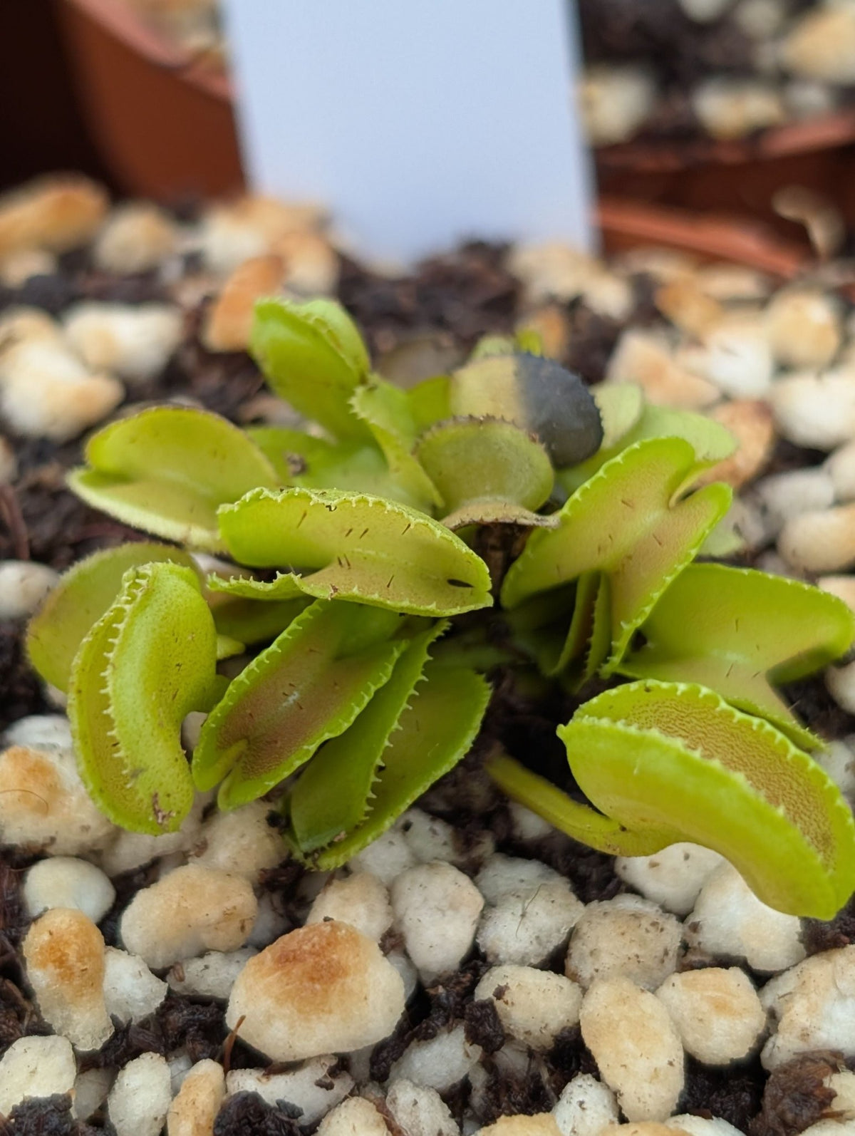 Planta carnívora - Dionaea muscipula ‘Hypatia' - Carniterrace - Comprar en tienda online
