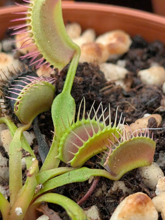 Planta carnívora - Dionaea muscipula 'Kayan' - Carniterrace - Comprar en tienda online