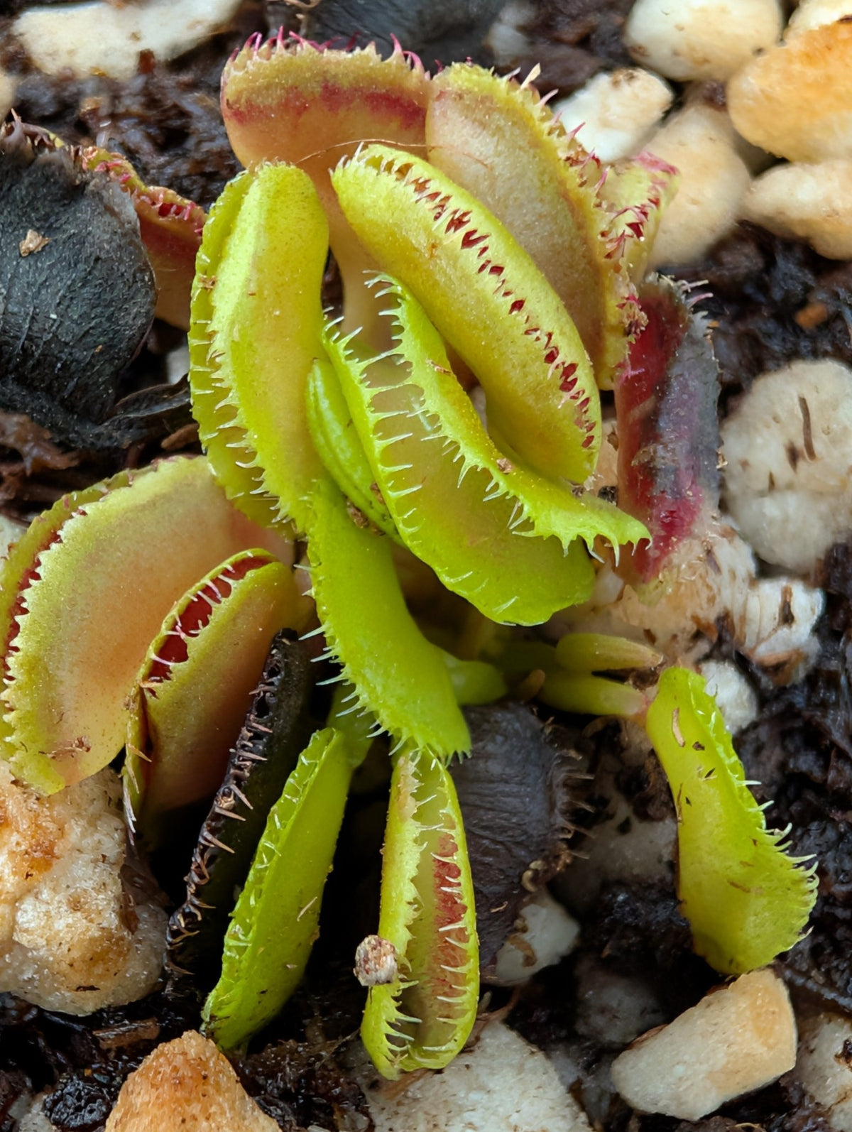 Planta carnívora - Dionaea muscipula 'Kim Il Sung' - Carniterrace - Comprar en tienda online