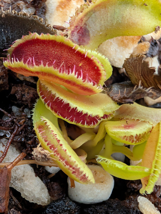 Planta carnívora - Dionaea muscipula 'Kim Il Sung' - Carniterrace - Comprar en tienda online