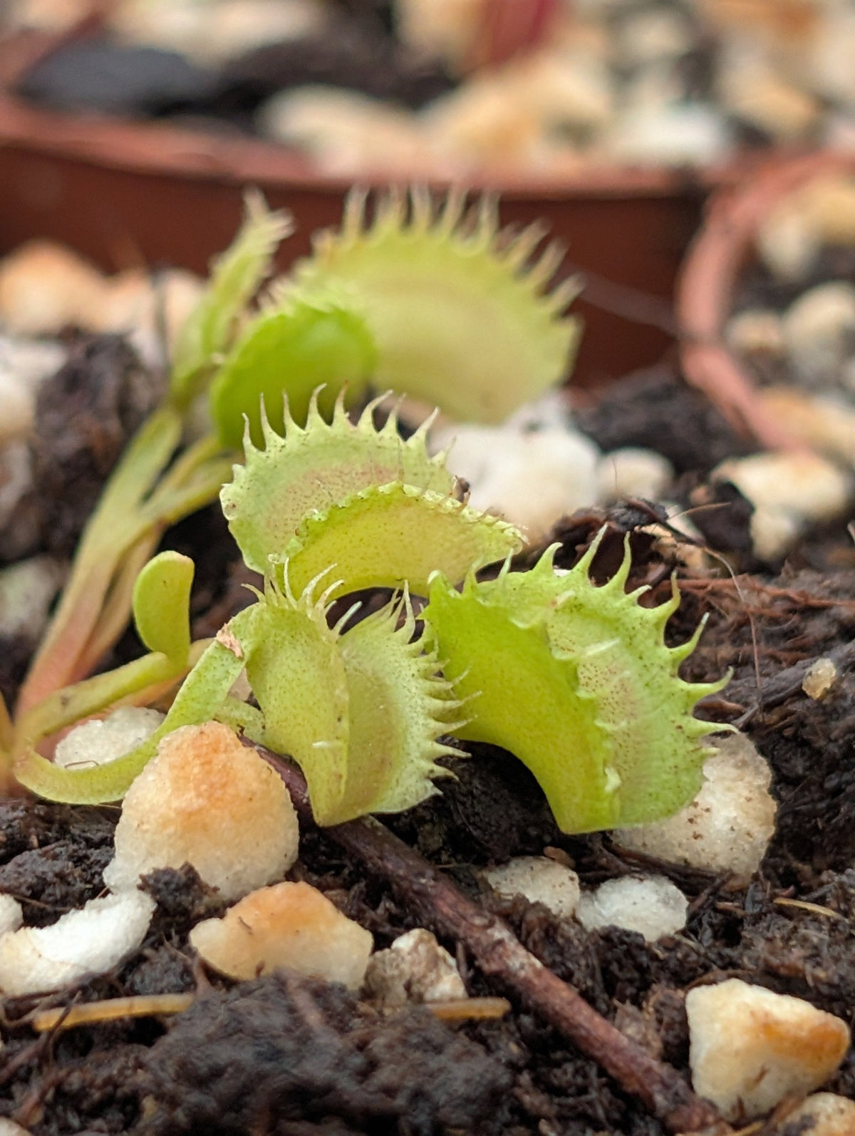 Planta carnívora - Dionaea muscipula ‘Payara’ - Carniterrace - Comprar en tienda online
