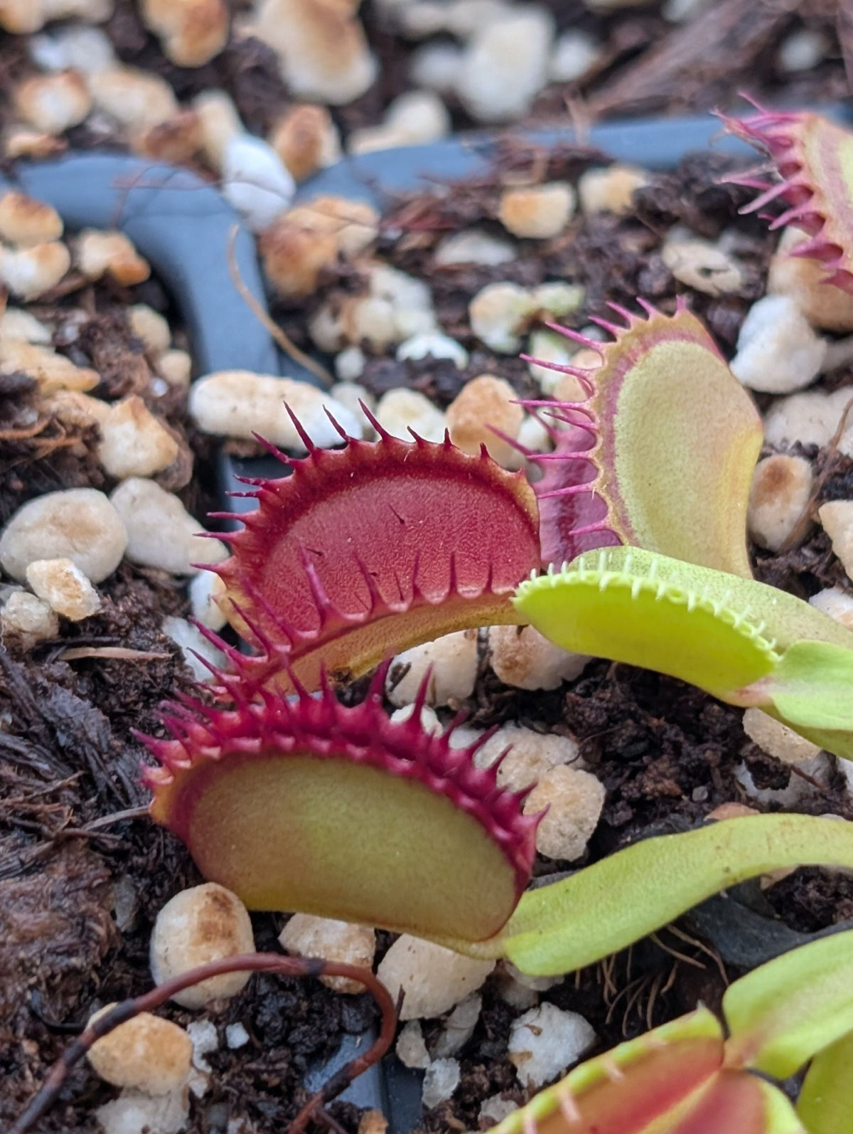 Planta carnívora - Dionaea muscipula ‘Raptor’ - Carniterrace - Comprar en tienda online