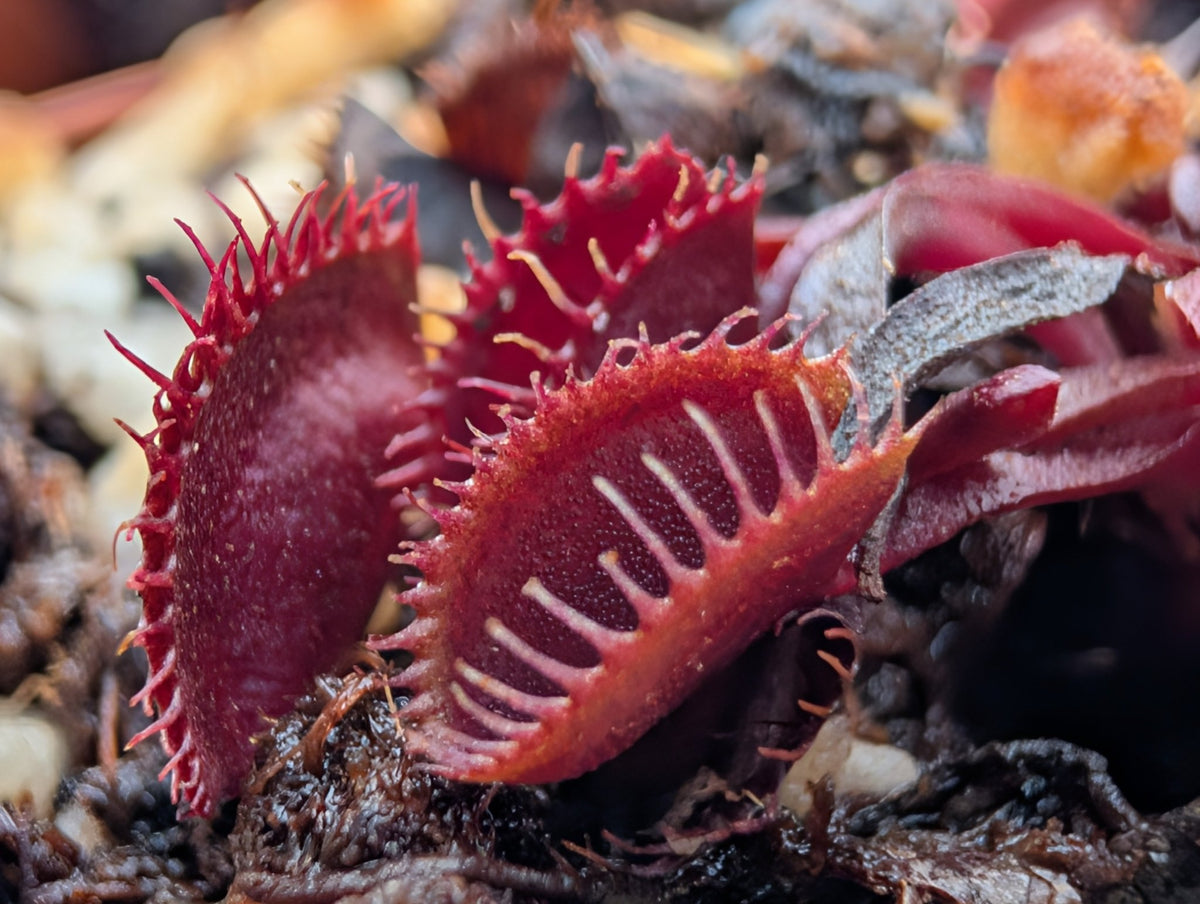 Planta carnívora - Dionaea muscipula ‘Red cup trap' - Carniterrace - Comprar en tienda online