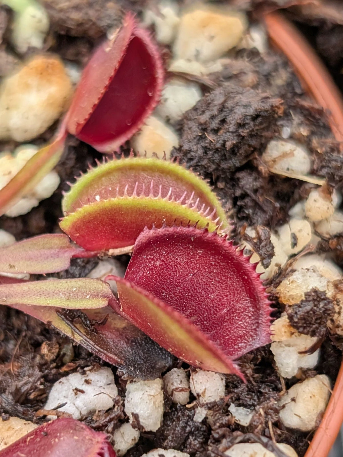 Planta carnívora - Dionaea muscipula ‘Red Micro Teeth’ - Carniterrace - Comprar en tienda online
