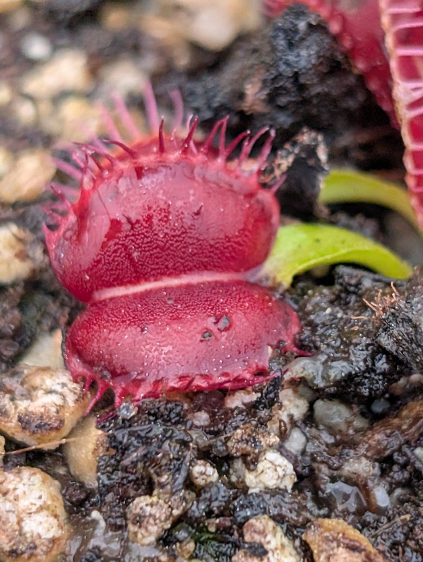 Planta carnívora - Dionaea muscipula 'Red Moon Trap' - Carniterrace - Comprar en tienda online