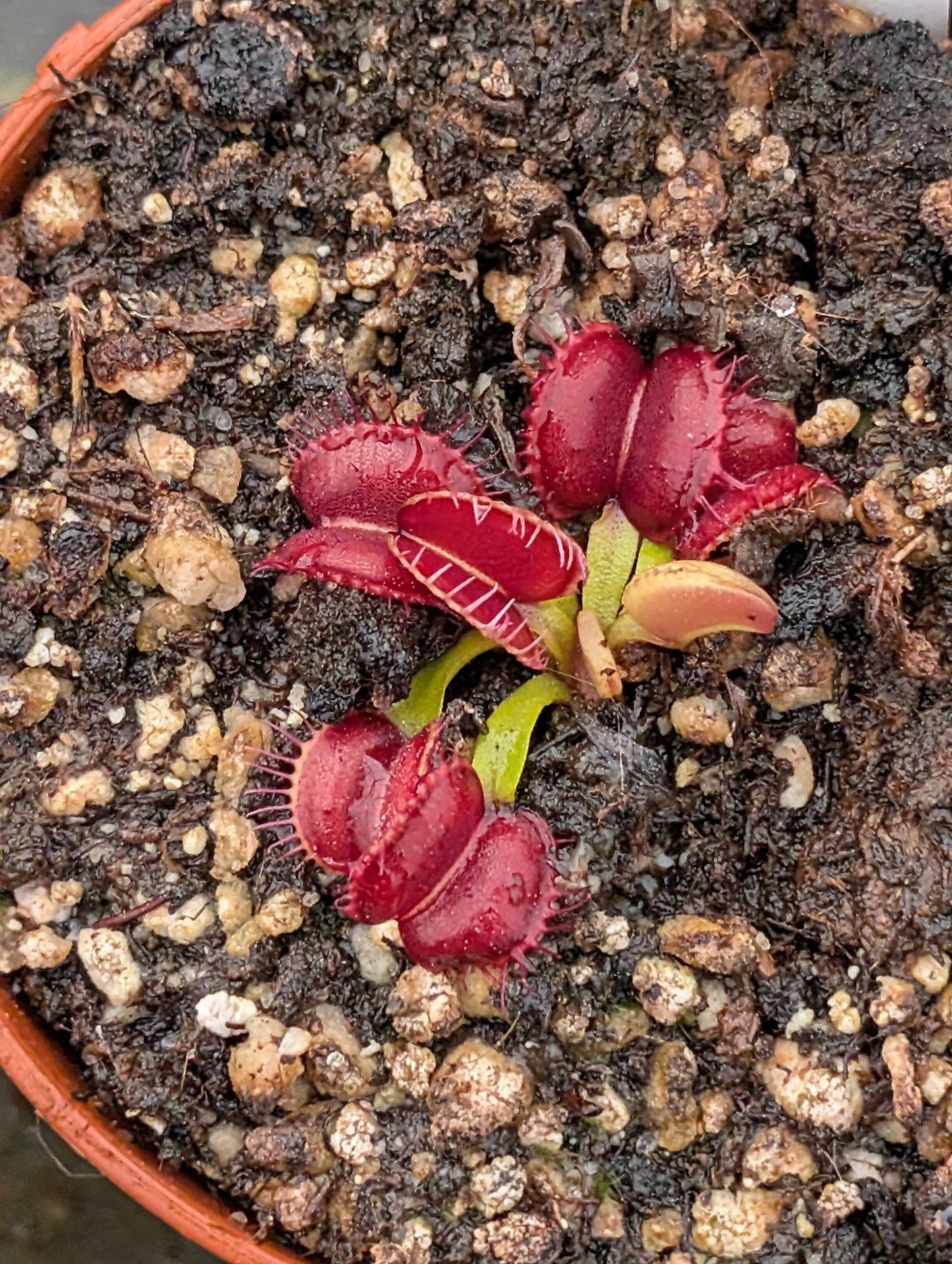 Planta carnívora - Dionaea muscipula 'Red Moon Trap' - Carniterrace - Comprar en tienda online
