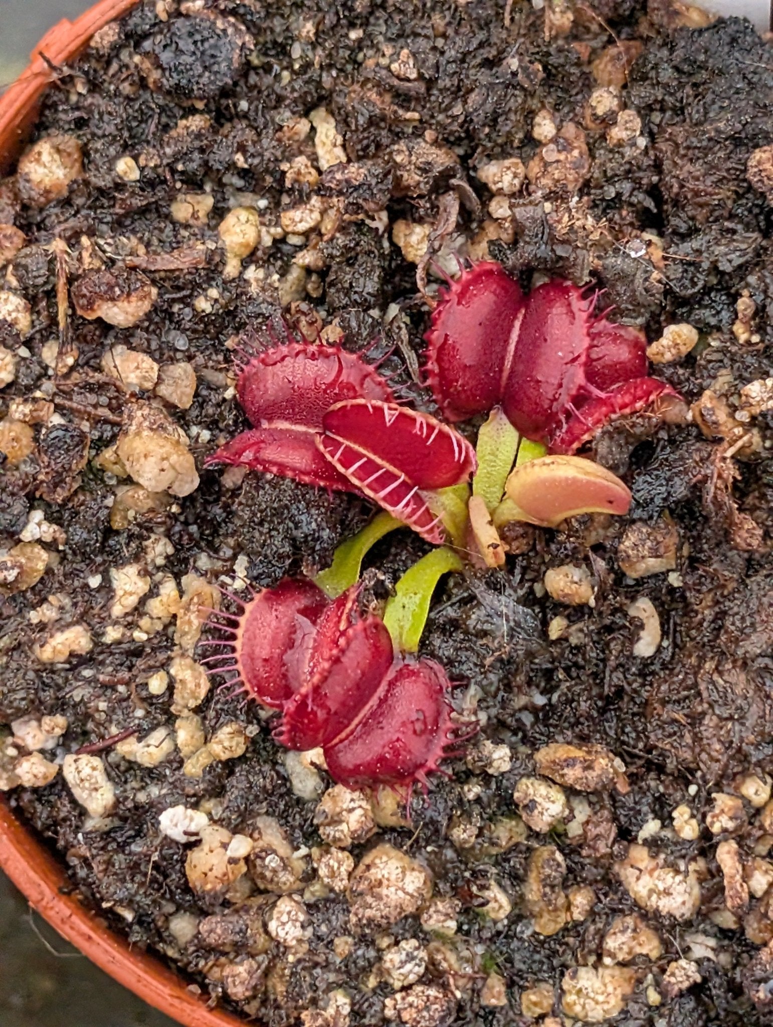 Planta carnívora - Dionaea muscipula 'Red Moon Trap' - Carniterrace - Comprar en tienda online