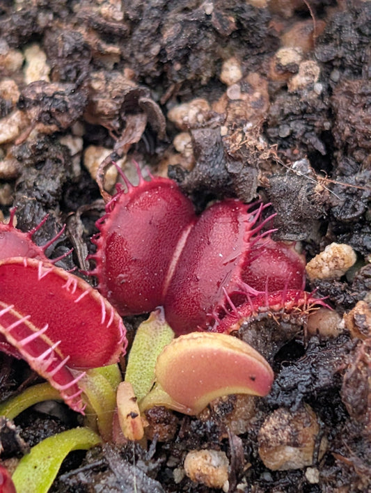 Planta carnívora - Dionaea muscipula 'Red Moon Trap' - Carniterrace - Comprar en tienda online
