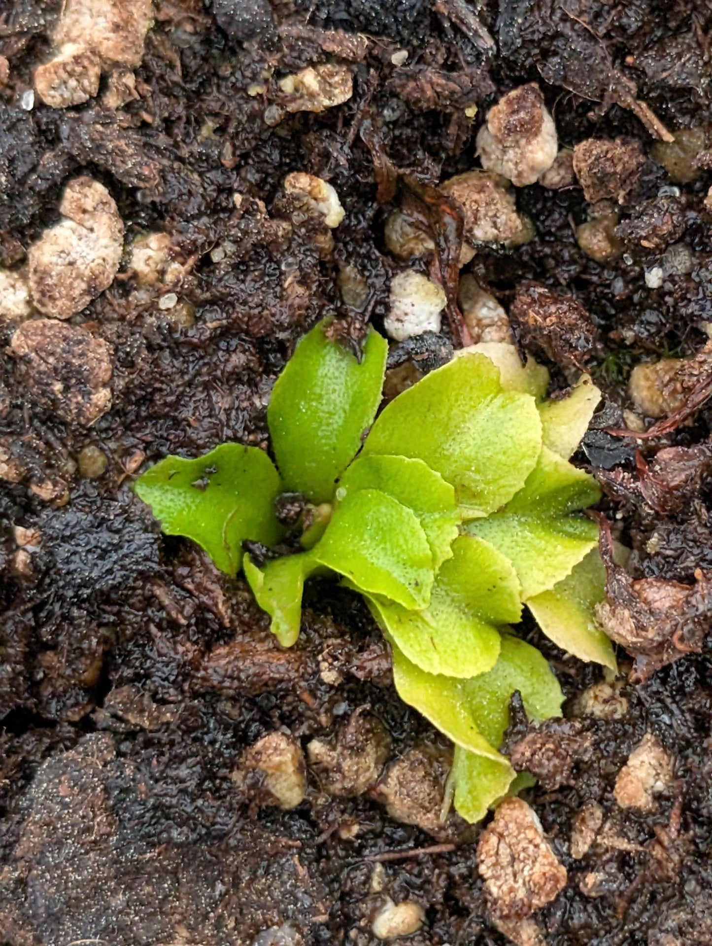 Planta carnívora - Dionaea muscipula 'Rose' - Carniterrace - Comprar en tienda online