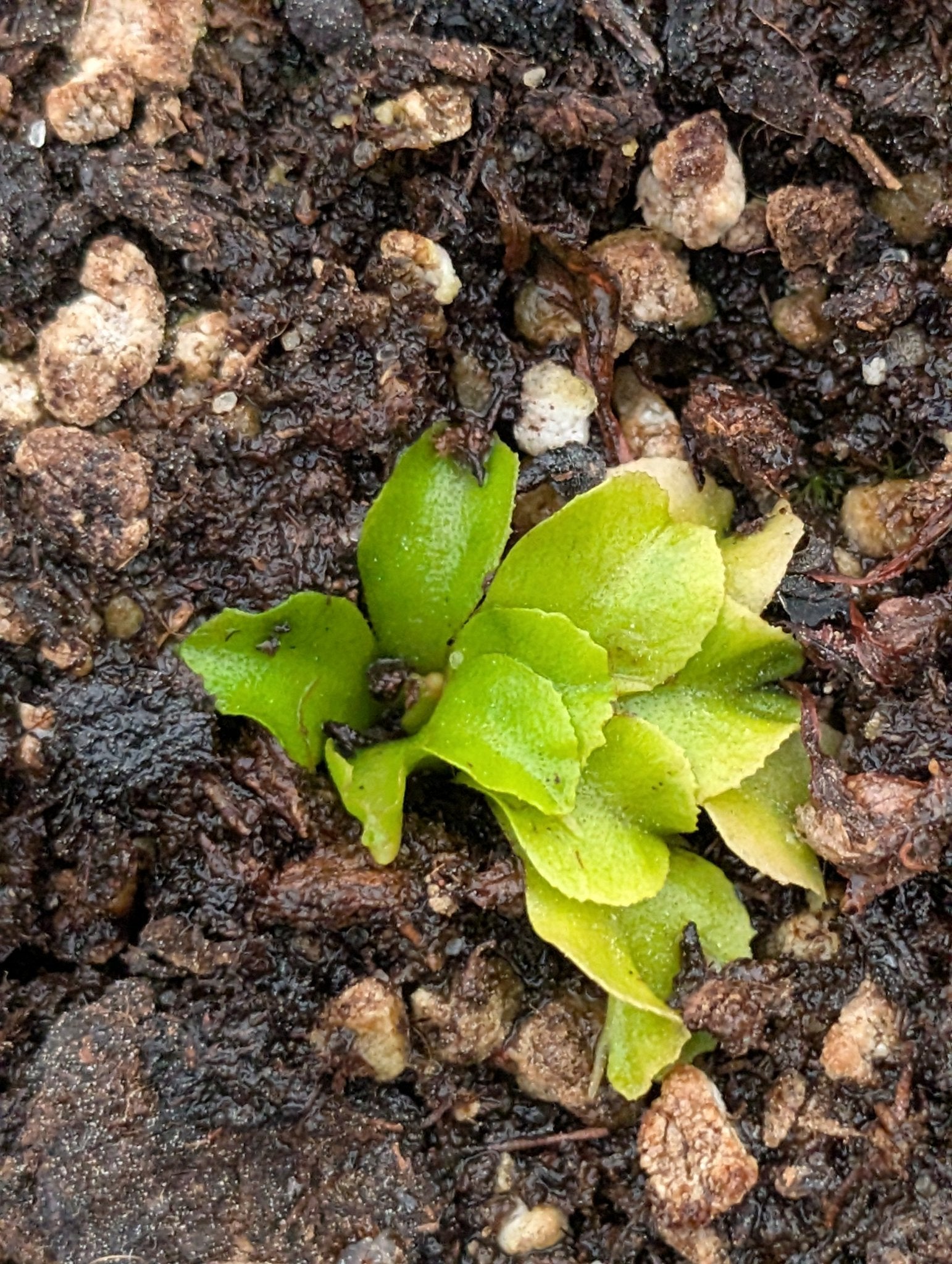 Planta carnívora - Dionaea muscipula 'Rose' - Carniterrace - Comprar en tienda online