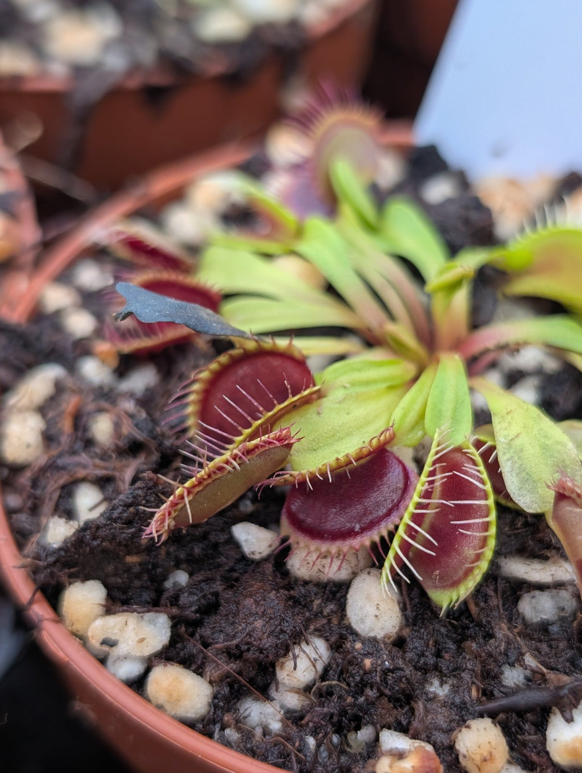 Planta carnívora - Dionaea muscipula ‘Rouge Sombre’ - Carniterrace - Comprar en tienda online