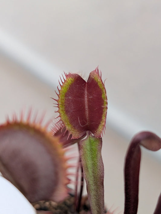 Planta carnívora - Dionaea muscipula 'Royal red' - Carniterrace - Comprar en tienda online