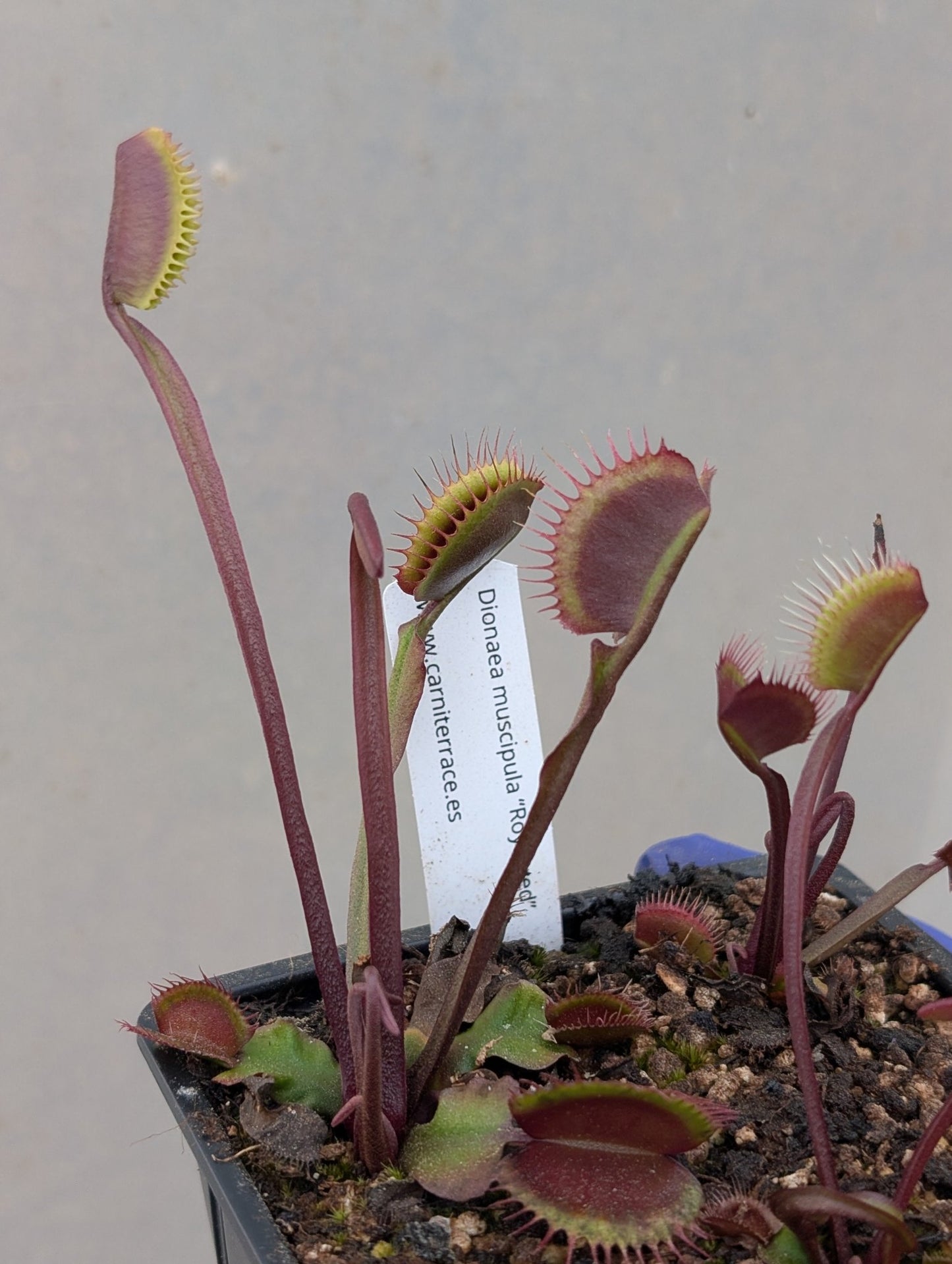 Planta carnívora - Dionaea muscipula 'Royal red' - Carniterrace - Comprar en tienda online